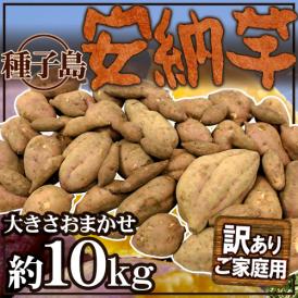 種子島産 ”安納芋” 訳あり 約10kg 大きさおまかせ【予約 10月下旬以降】 送料無料