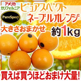 ”プレミアムネーブルオレンジ ピュアスペクト” 約1kg 大きさおまかせ《2kg購入で1kg、3kgで2kg、5kgで5kg、7kg購入で10kgおまけ》【予約 12月末以降】 送料無料