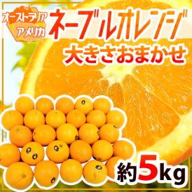 【送料無料】”ネーブルオレンジ” 約5kg 大きさおまかせ アメリカ・オーストラリア産【予約 入荷次第発送】
