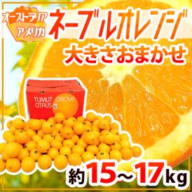 しっかりとした甘酸っぱさ、華やかな味わいのネーブルオレンジ！