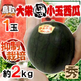 鳥取県 ”大栄黒小玉スイカ” 秀品 1玉 約2kg すいか【予約 9月以降】