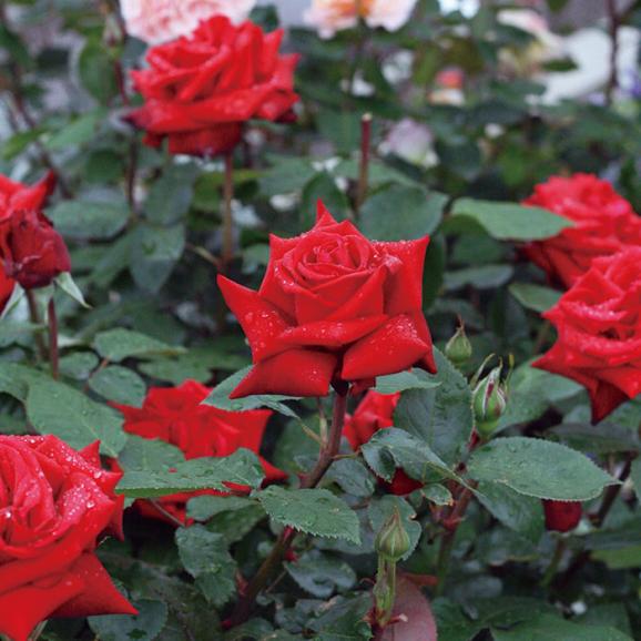 ロシアンティーセット 薔薇ティー 薔薇コンフィチュール Rose Laboの通販 お取り寄せなら ぐるすぐり