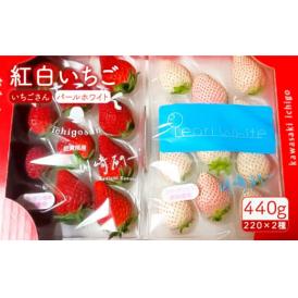佐賀県産紅白いちご（赤はいちごさん、白はパールホワイト）、贈物としておすすめです！12月上旬発送開始です。