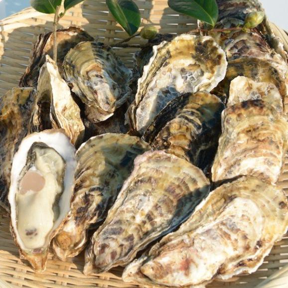 ひと粒牡蠣 殻付き 個 東松島 オンラインの通販 お取り寄せなら ぐるすぐり ひと粒牡蠣 殻付き 個 東松島 オンラインの通販 お取り寄せなら ぐるすぐり
