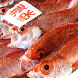 【数量期間限定】 鮮魚 のどぐろ(1尾・200～240g)　　　※漁の状況次第で販売中止、また追加販売いたします。　　　※鮮魚以外の商品との同梱は出来ません。