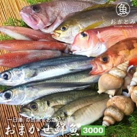 【一日漁】夏のおまかせ鮮魚3.000円（送料別途）※画像はイメージです。