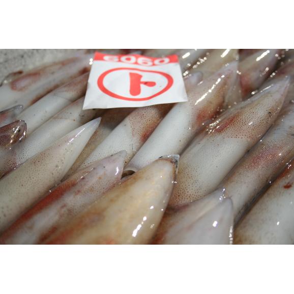 高級鮨店でこだわりの鮨ネタになる最上級イカ 白いか ケンサキイカ で造った島根県沖産白いか一夜干し 大 有限会社 岡富商店の通販 お取り寄せなら ぐるすぐり