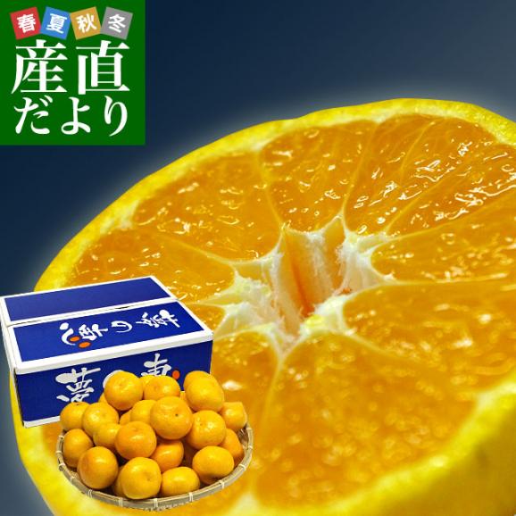 送料無料 熊本県より産地直送 ja熊本市 夢未来プレミアムみかん 夢の恵 lからsサイズ 5キロ 40玉から60玉
