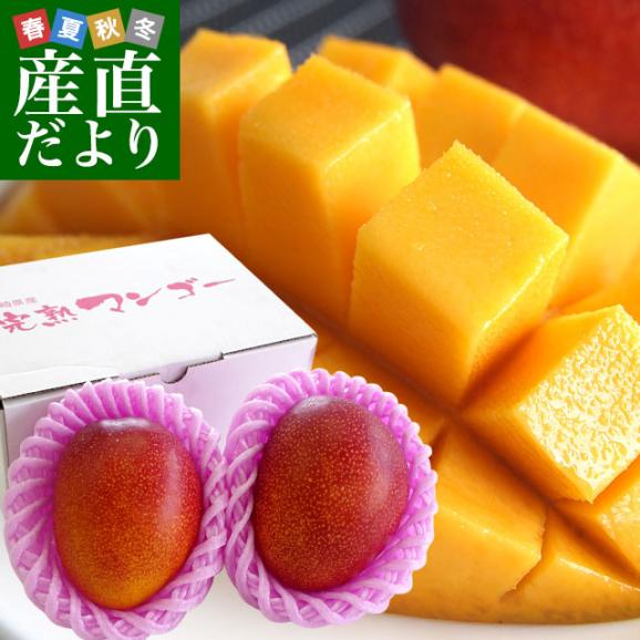 宮崎県産 完熟マンゴー 自家用 2kg - フルーツ