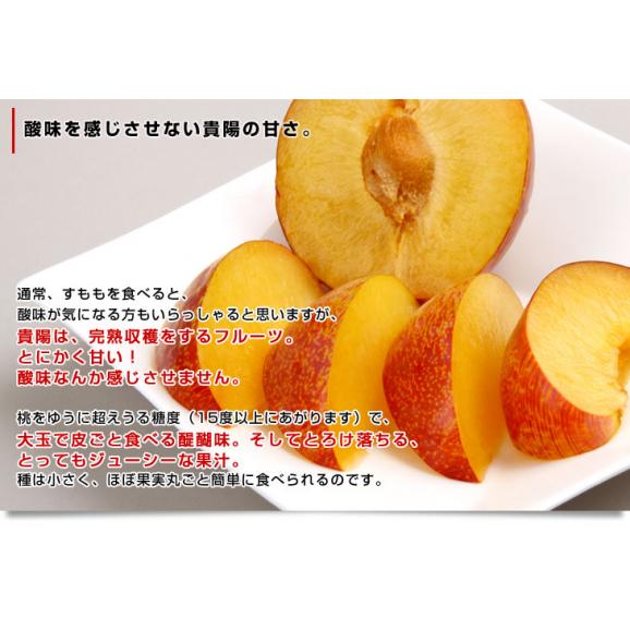 山梨県より産地直送 Ja南アルプス市 プラム 皇寿 大玉サイズ 1 8キロ 7から9玉 送料無料 ぷらむ 李 スモモ 産直だよりの通販 お取り寄せなら ぐるすぐり