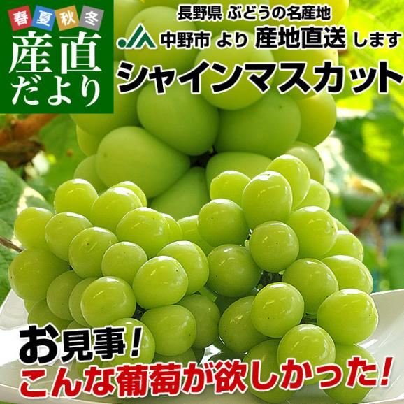 送料無料 長野県より産地直送 Ja中野市 シャインマスカット 合計1 2キロ 2房から3房入り ぶどう 葡萄 産直だよりの通販 お取り寄せなら ぐるすぐり