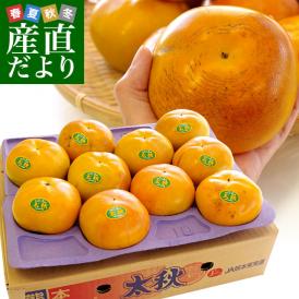 熊本県より産地直送 JAあしきた 太秋柿 3.5キロ(8玉から14玉) 送料無料 柿 かき