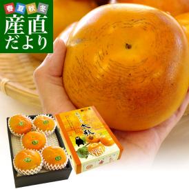 熊本県より産地直送 JAあしきた 太秋柿 2キロ(5玉から6玉) 送料無料 柿 かき