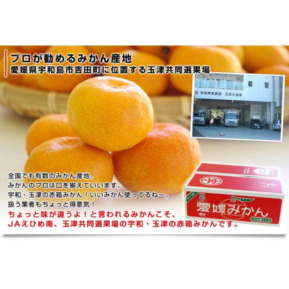 愛媛県より産地直送 jaえひめ南 玉津共選場 玉津の赤箱みかん 小玉 sからssサイズ 5キロ 送料無料 蜜柑 みかん