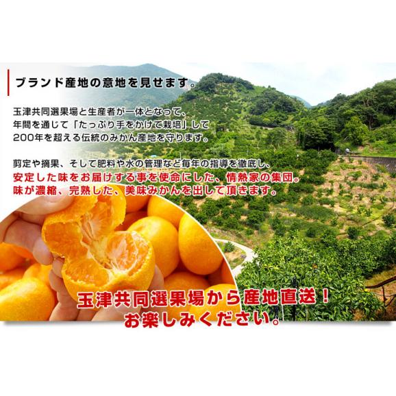 愛媛県より産地直送 jaえひめ南 玉津共選場 玉津の赤箱みかん 小玉 sからssサイズ 5キロ 送料無料 蜜柑 みかん
