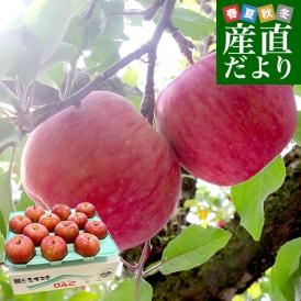 長野県より産地直送　JAながの　志賀高原のサンふじリンゴ　ご家庭用　約5キロ　(12玉から20玉)　送料無料 林檎　りんご　リンゴ