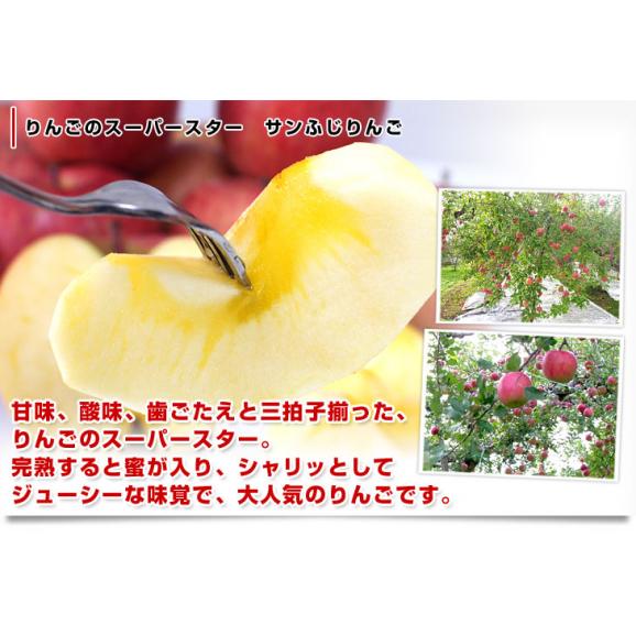 長野県より産地直送　JAながの　志賀高原のサンふじリンゴ　ご家庭用　約5キロ　(12から20玉)　送料無料 林檎　りんご　リンゴ04
