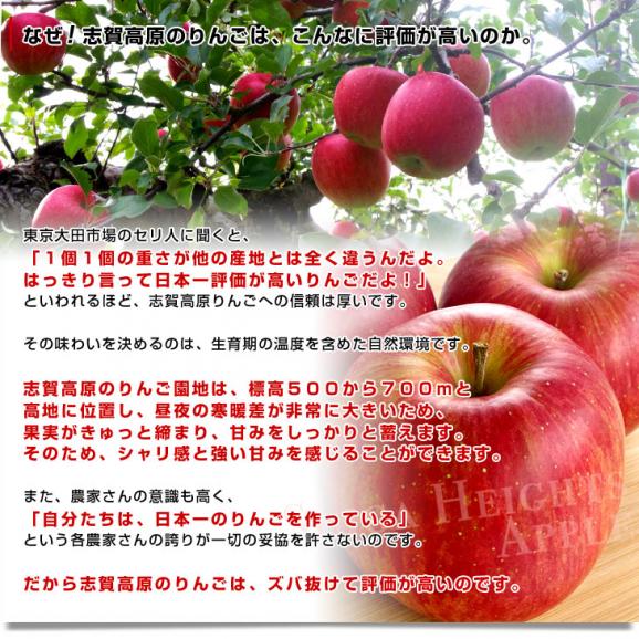 長野県より産地直送　JAながの　志賀高原のサンふじリンゴ　ご家庭用　約5キロ　(12から20玉)　送料無料 林檎　りんご　リンゴ05