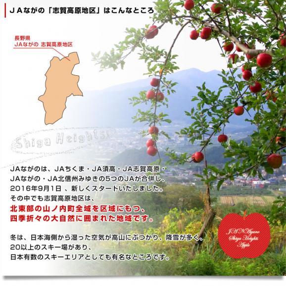 長野県より産地直送　JAながの　志賀高原のサンふじリンゴ　ご家庭用　約5キロ　(12から20玉)　送料無料 林檎　りんご　リンゴ06