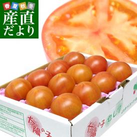  熊本県より産地直送 JAやつしろ 太陽の子セレブ フルーツトマト 約1キロ LからSサイズ(９玉から16玉) 送料無料 とまと 