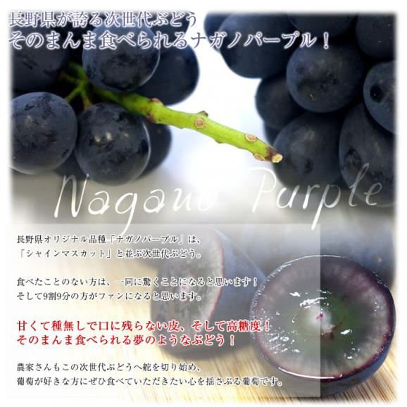 長野県産　ナガノパープル　合計約1キロ（2房入り）黒ぶどう　葡萄　ブドウ　ぶどう　送料無料　市場発送　クール便05