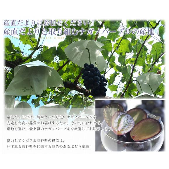 長野県産　ナガノパープル　合計約1キロ（2房入り）黒ぶどう　葡萄　ブドウ　ぶどう　送料無料　市場発送　クール便06