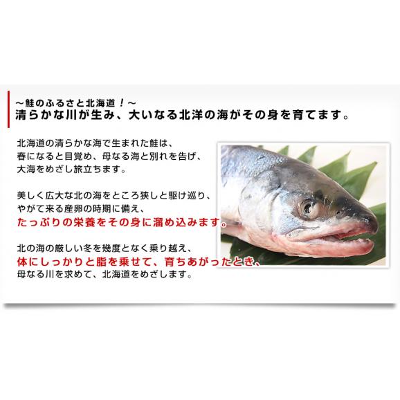  北海道産　姿切り身 大型の鮭 まるごと1尾分　3キロ　北海道サケ　シャケ 秋鮭05