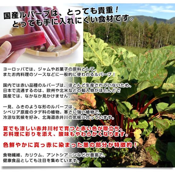 北海道より産地直送 有機JAS認定の滝本農場 真っ赤なルバーブ 約800g るばーぶ 赤いルバーブ 送料無料04