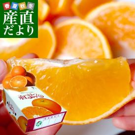 愛媛県より産地直送 JAえひめ中央 紅まどんな 良品　3LからLサイズ 約3キロ(10玉から15玉)　紅マドンナ オレンジ
