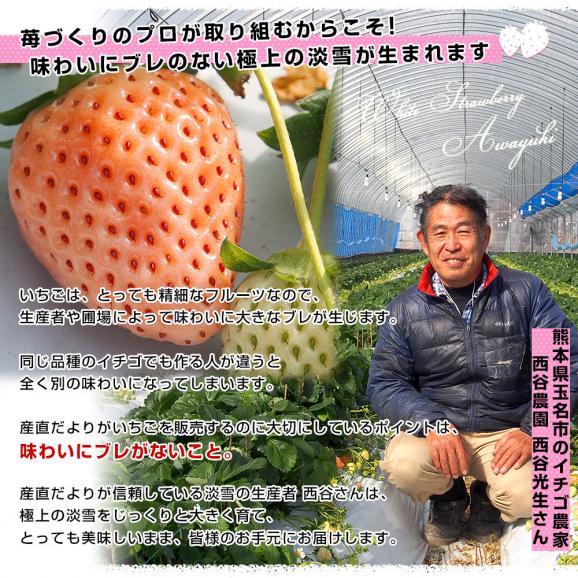 熊本県より産地直送　西谷農園の白いちご　淡雪（あわゆき）　Lサイズ以上　約540g（270g×2P（8粒から15粒×2P））苺 イチゴ 送料無料05