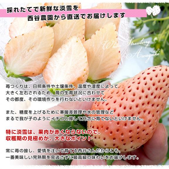 熊本県より産地直送　西谷農園の白いちご　淡雪（あわゆき）　Lサイズ以上　約540g（270g×2P（8粒から15粒×2P））苺 イチゴ 送料無料06