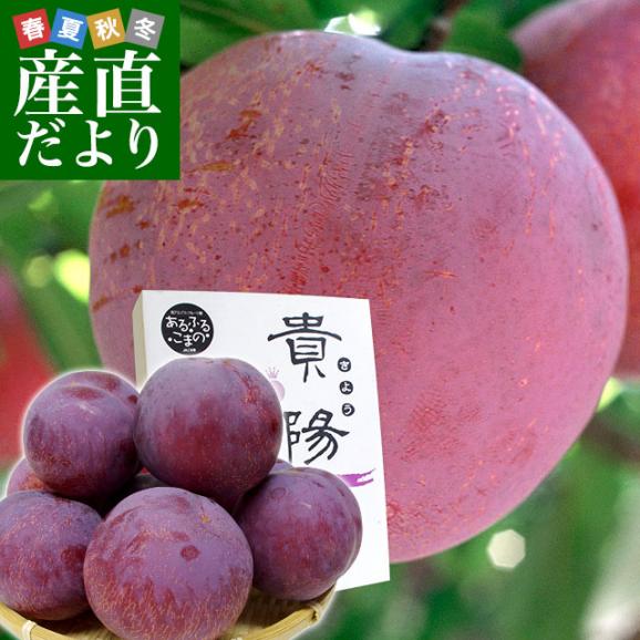 山梨県より産地直送 Ja南アルプス市 プレミアム貴陽 大玉のみ厳選 超限定品 4lサイズ 1 8キロ 8玉入り プラム 李 スモモ 送料無料 産直だよりの通販 お取り寄せなら ぐるすぐり