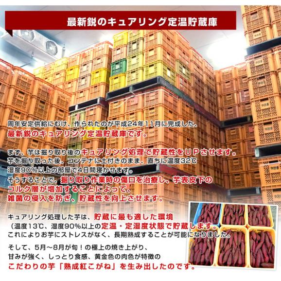 茨城県より産地直送 Jaなめがたしおさい さつまいも 熟成紅こがね Sサイズ 約5キロ 25本から30本 送料無料 行方 薩摩芋 産直だよりの通販 お取り寄せなら ぐるすぐり