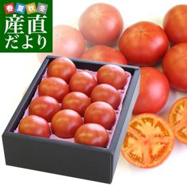 熊本県より産地直送 JAやつしろ フルーツトマト ロイヤルセレブ 約1キロ LからSサイズ(9から16玉) とまと