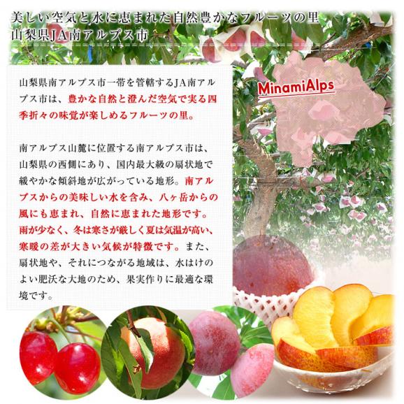 山梨県より産地直送 Ja南アルプス市 プラム 貴陽 1 5キロ 7から9玉 李 スモモ 送料無料 産直だよりの通販 お取り寄せなら ぐるすぐり