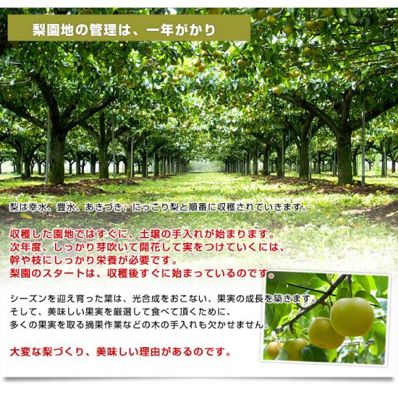 栃木県より産地直送 JAはが野 品種が選べる 梨 (幸水、豊水、あきづき) 優品以上 約5キロ (8玉から16玉) なし ナシ 梨 送料無料04