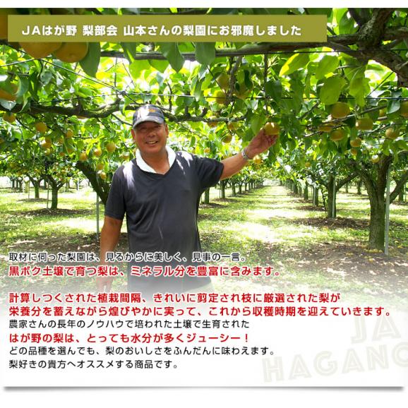 栃木県より産地直送 JAはが野 品種が選べる 梨 (幸水、豊水、あきづき) 優品以上 約5キロ (8玉から16玉) なし ナシ 梨 送料無料05