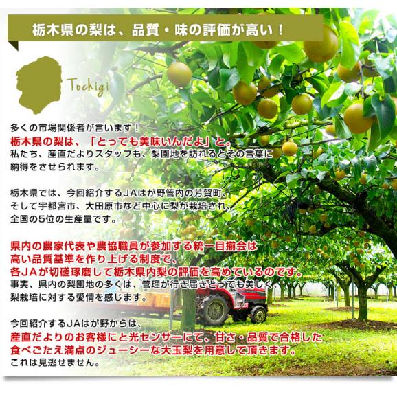 栃木県より産地直送 JAはが野 高糖度梨「しんか」糖度13度以上 幸水梨または、豊水梨 約2.2キロ (6玉から8玉) なし ナシ 送料無料04