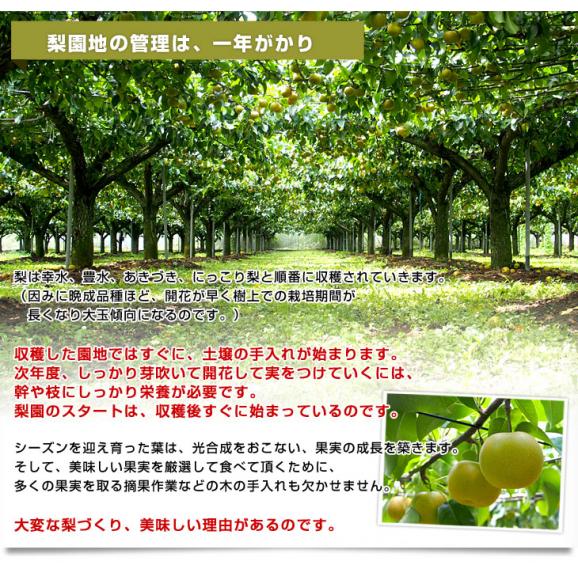 栃木県より産地直送 JAはが野 高糖度梨「しんか」糖度13度以上 幸水梨または、豊水梨 約2.2キロ (6玉から8玉) なし ナシ 送料無料05
