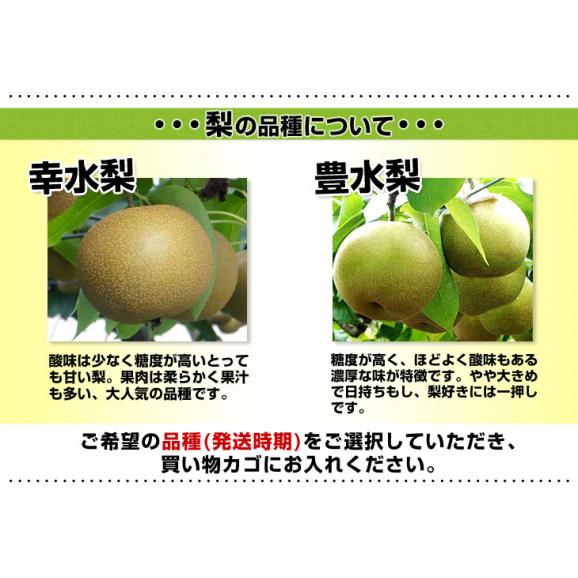栃木県より産地直送 JAはが野 高糖度梨「しんか」糖度13度以上 幸水梨または、豊水梨 約2.2キロ (6玉から8玉) なし ナシ 送料無料06