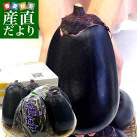 香川県から産地直送 JA香川県 巨大なナス「三豊なす」 約2キロ（4から6玉） 送料無料 茄子 なす ナス