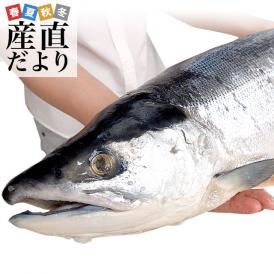 送料無料　北海道より直送　北海道加工　天然紅鮭　＜中辛＞　まるごと1本　1.6キロ以上（ロシア産）紅鮭　べにさけ　シャケ