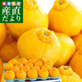 送料無料　熊本県産　JA熊本果実連　露地栽培デコポン　２LからLサイズ　5キロ　（20から24玉）柑橘　オレンジ　市場スポット