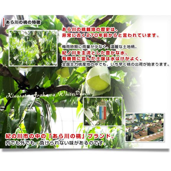 和歌山県より産地直送 JA紀の里 あら川の桃 清水白桃 赤秀品 1.8キロ (6玉から8玉) 送料無料 桃 もも06