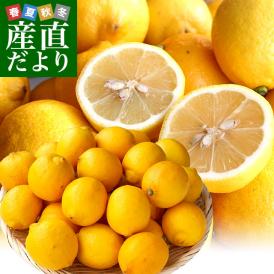 香川県から産地直送 JA香川県 完熟レモン 約 2.5キロ (20玉から25玉前後) 送料無料  柑橘 檸檬 国産レモン