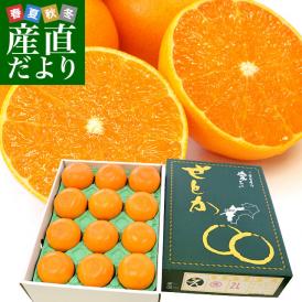 JAえひめ中央が誇る極上の柑橘「せとか」最上位等級・赤秀でお届け！