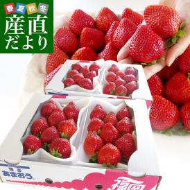 福岡県産 超盛りあまおう DX たっぷり2箱 1080g (合計32粒から48粒)(540g×2箱) 送料無料 アマオウ デラックス 農協 いちご 苺 イチゴ 