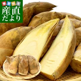 熊本県産 西村青果 タケノコ 2キロ (4本から8本前後) 送料無料 市場発送 たけのこ 筍 竹の子