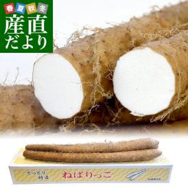 鳥取県より産地直送 JA鳥取中央 とっとりの特産品　新品種ながいも「ねばりっこ」（800g以上×3本入り） 送料無料 ナガイモ 長芋 とろろ
