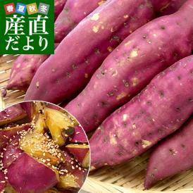 高知県産　JA高知県　土佐紅　A級品MからLサイズ2.5キロ　9本前後　送料無料　とさべに　さつまいも　サツマイモ　薩摩芋　新芋　市場発送